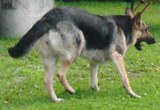 Alma - sierpień 2011r.